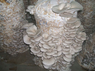 معرفی و راهنمای پرورش قارچ ها - قارچ صدفی